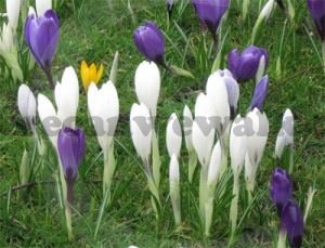 bitts_crocuses_3_400 Bitts Park Crocuses