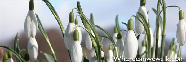 Snowdrops - Pic credit wherecanwewalk.com