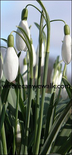 Snowdrops - Pic wherecanwewalk.com Snowdrops