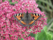 The natural environment features in many walks