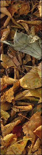 Autumn leaves help return nutrients to the soil Autumn leaves help return nutrients to the soil