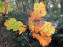 Autumn colours turn dark woodlands golden Autumn colours turn dark woodlands golden