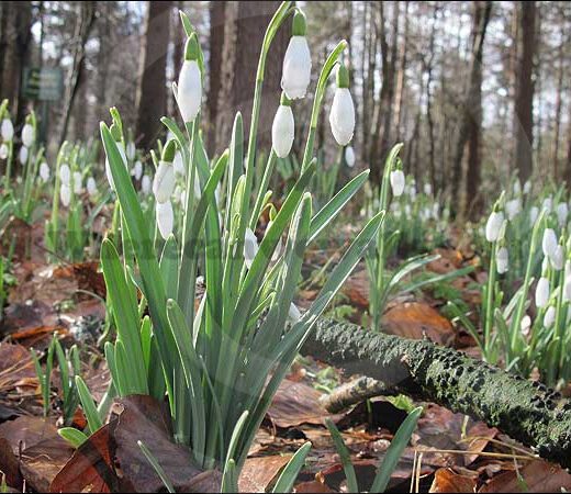 Early February sees the arrival of the snowdrops