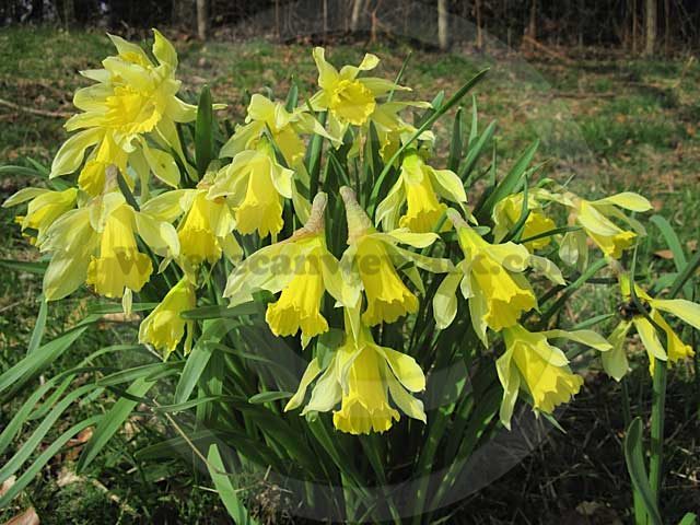 Daffodils at Brockhole