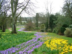 Crocus at Ragley Hall