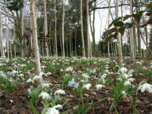 Snowdrops at Ragley Hall