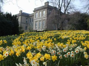 Mixed narcissi at Ragley Hall