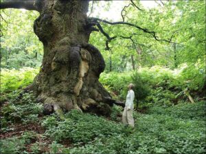 One of the many ancient trees at Duncombe Park